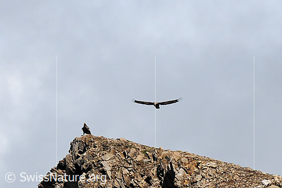Foto: Sitzender Steinadler (Aquila chrysaetos) und ein weiterer Adler im Vorbeiflug.