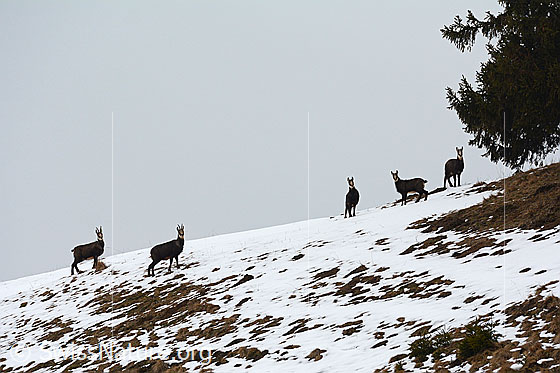 Foto: Gämsen (Rupicapra rupicapra) auf Nahrungssuche zwischen Schneeresten.