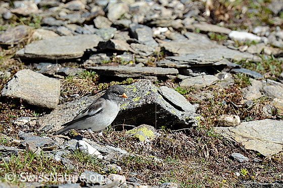 Foto: Schneesperling (Montifringilla nivalis). Der grau und weiss gefärbte Vogel ist in der steinigen Landschaft nur schwer erkennbar.
Lat.: Montifringilla nivalis
Familie: Passeridae (Sperlinge)
Unterordnung: Passeriformes (Sperlingsvögel)