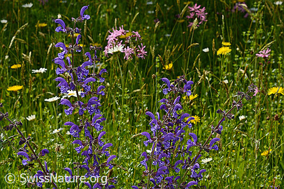 Foto: Wiesensalbei (Salvia pratensis). Blütenstände.
Umgebung: Magerwiese.
Lat.: Salvia pratensis
Familie: Lamiaceae (Lippenblütler)
Unterfamilie: Nepetoideae
Gattung: Salvia (Salbei)