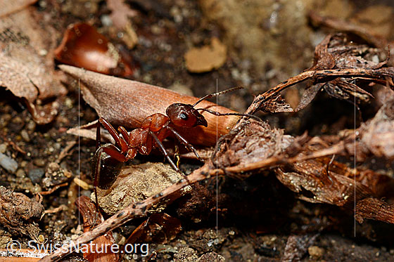 Foto: Rote Waldameise (Formica rufa)