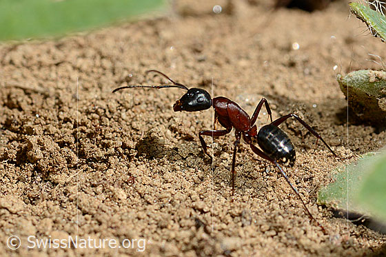 Foto: Braunschwarze Rossameise (Camponotus ligniperda) beim Transportieren von Sandkörnern.