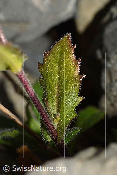 Foto: Wahrscheinlich Alpen-Gänsekresse (Arabis alpina). Stängelblatt.