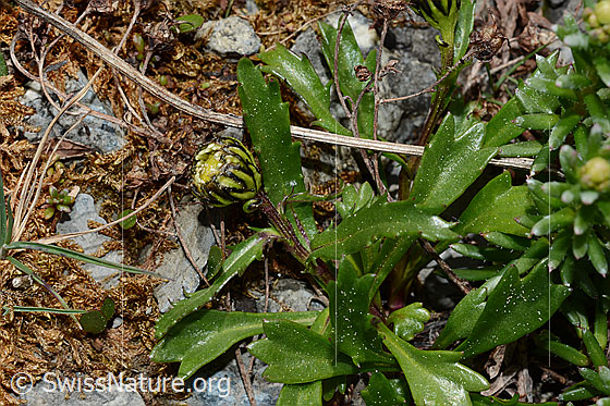 Foto: Wahrscheinlich Hallers Margerite (Leucanthemopsis halleri). Blüte (noch geschlossen), Stängel und Blätter.