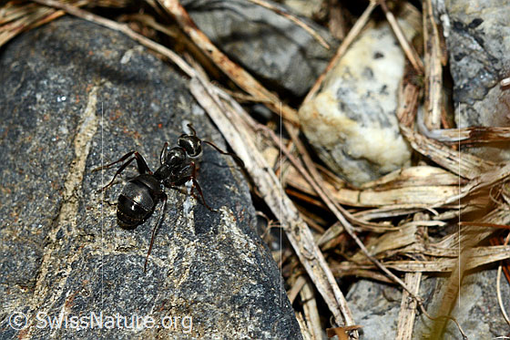 Foto: Ameise (Tapinoma erraticum) auf einem Stein. Wahrscheinlich (Tapinoma erraticum).