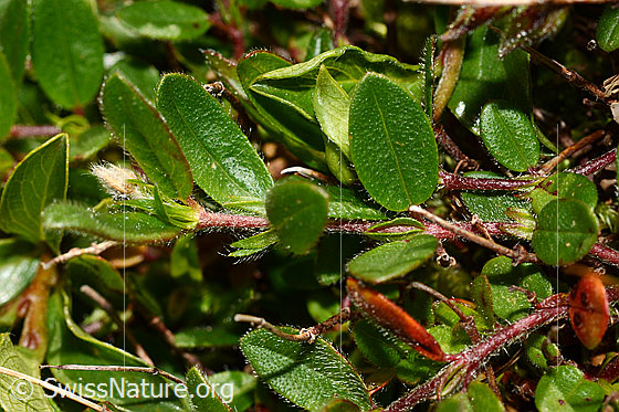 Foto: Grossblütiges Sonnenröschen (Helianthemum grandiflorum). Blätter.