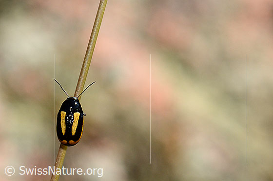 Foto: Gebänderter Fallkäfer (Cryptocephalus vittatus) an Grashalm. Die gelb-schwarzen Flügeldecken sind sichtbar.
