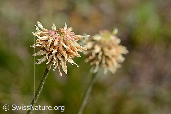 Foto: Berg-Klee (Trifolium montanum). Blüten.
