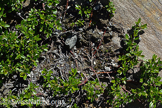 Foto: Wahrscheinlich Stink-Weide (Salix foetida). Ganze Pflanze (Habitus).