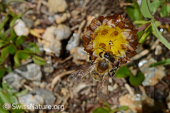 Foto: Italienische Biene (Apis mellifera ligustica) an Braun-Klee (Trifolium badium). Alias: Italiener-Biene. Länge 11-13mm.