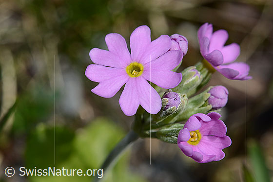 Foto: Mehl-Primel (Primula farinosa). Blüten geöffnet.