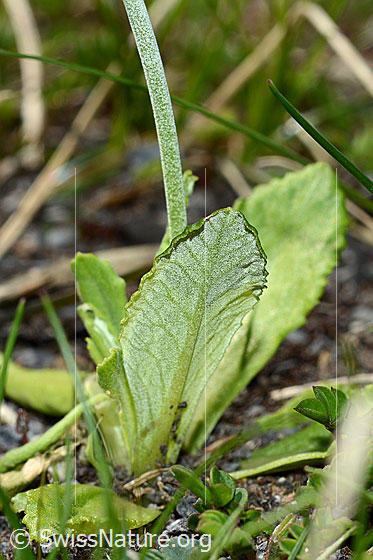 Foto: Mehl-Primel (Primula farinosa). Unterseite eines Blattes und Stängel.