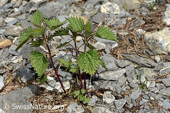 Foto: Kleine Brennnessel (Urtica urens). Ganze Pflanze (Habitus).