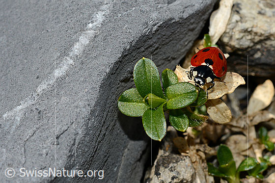Foto: Siebenpunkt-Marienkäfer (Coccinella septempunctata). Länge 5.2 - 8mm. Ansicht von vorne oben.