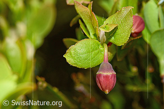 Heidelbeere (Vaccinium myrtillus)