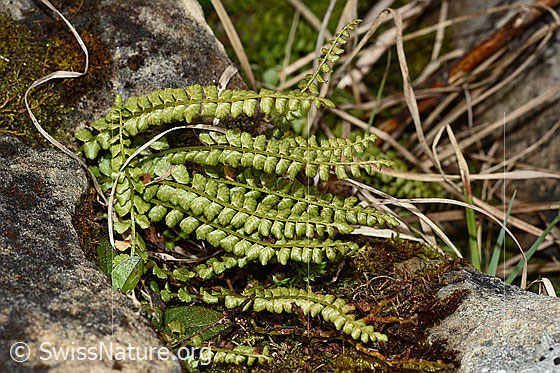 Grünstieliger Streifenfarn (Asplenium viride)