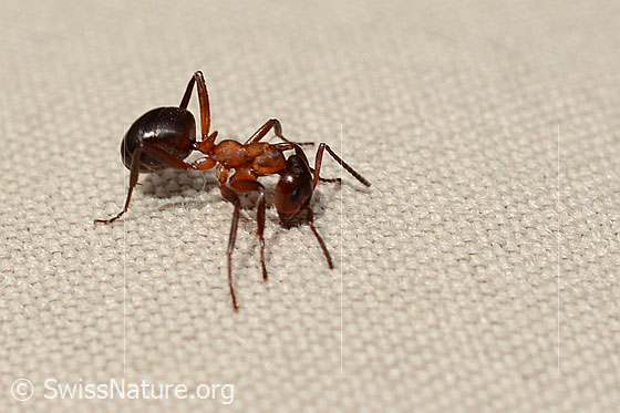 Foto: Wahrscheinlich Grosse Kerbameise (Formica exsecta). Länge 4 - 7.5mm. Ansicht von der Seite.