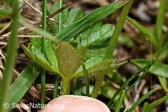 Foto: Berg-Hahnenfuss (Ranunculus montanus). Blattunterseite und Stängel.