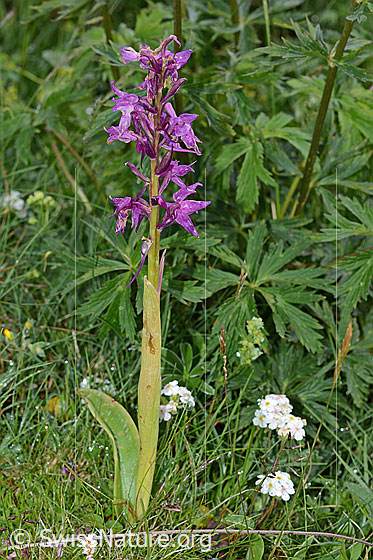 Foto: Männliches Knabenkraut (Orchis mascula). Ganze Pflanze (Habitus).