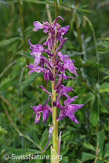 Foto: Männliches Knabenkraut (Orchis mascula). Blütenstand.