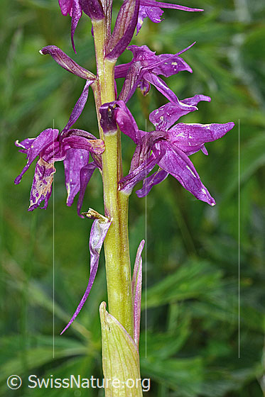 Foto: Männliches Knabenkraut (Orchis mascula). Blüten.