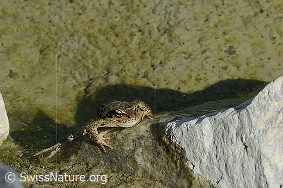 Foto: Grasfrosch (Rana temporaria). Am Rand eines Tümpels sitzend. Ansicht von vorne.