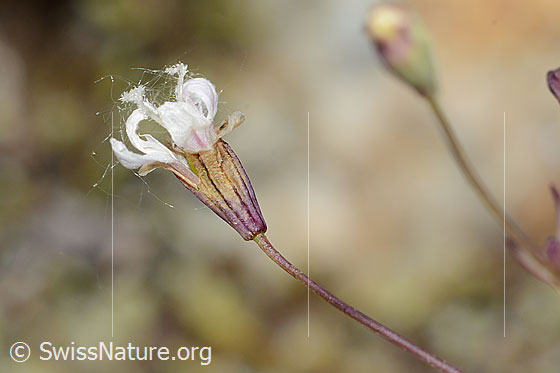 Foto: Felsen-Leimkraut (Silene rupestris). Fast verblühte Blüte und Kelch.