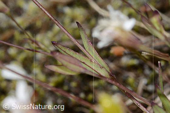 Foto: Felsen-Leimkraut (Silene rupestris). Stängel und Blätter.