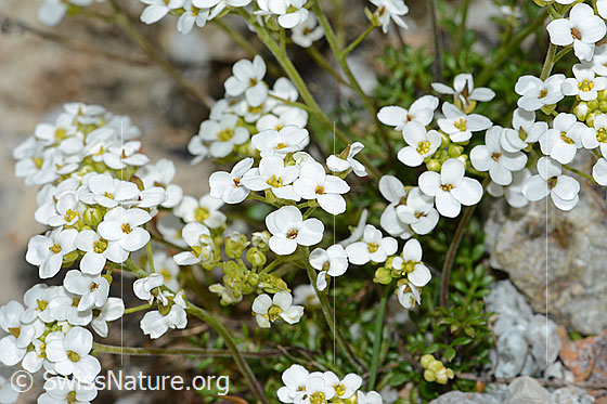 Foto: Alpen-Gämskresse (Pritzelago alpina). Blüten.