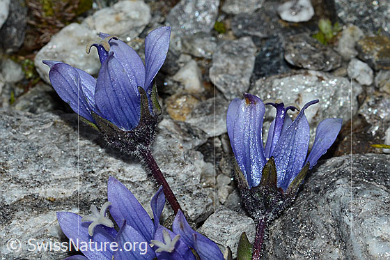 Foto: Mont Cenis-Glockenblume (Campanula cenisia). Blüte, Kelch und Stängel.
