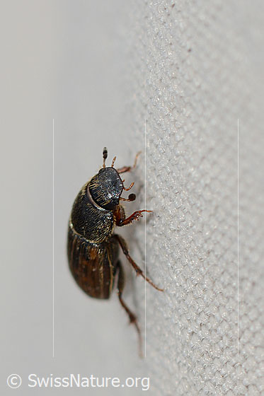 Foto: Heptaulacus testudinarius (Blatthornkäfer). Länge 4mm. Ansicht von der Seite.