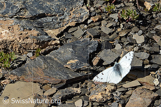 Foto: Alpenweissling (Pontia callidice). Männchen. Flügel geöffnet.