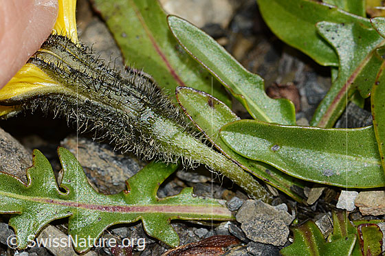 Foto: Wahrscheinlich Berg-Milchkraut (Leontodon montanus). Kelch, Stängel und Blätter.