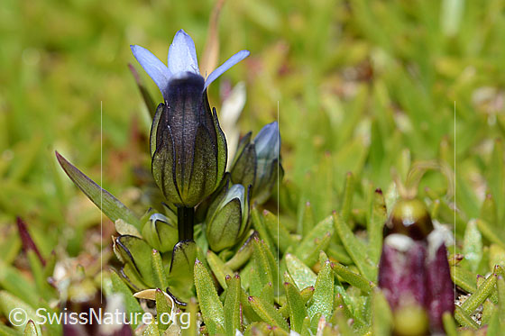 Foto: Zarter Enzian (Gentiana tenella). Blüte und Stängel. Ansicht von der Seite.