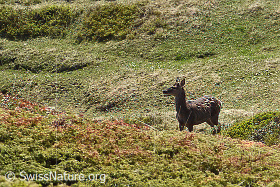 Foto: Rothirsch (Cervus elaphus). Männchen.
