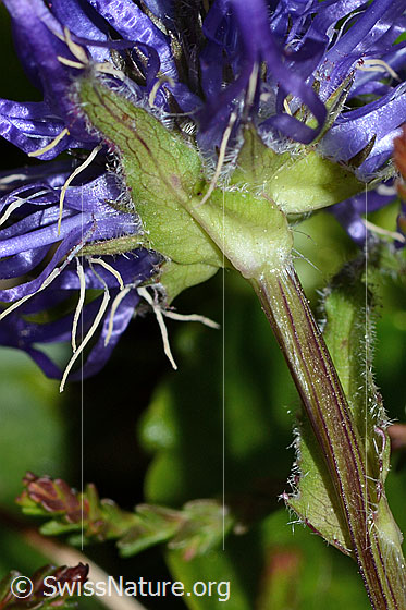 Foto: Rundköpfige Rapunzel (Phyteuma orbiculare). Stängel und Hüllblätter.