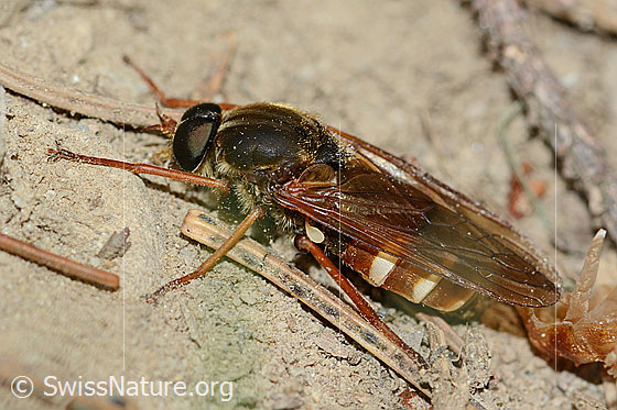 Coenomyia ferruginea (Stinkfliege)