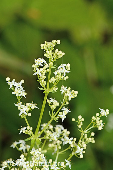 Foto: Wahrscheinlich Weisses Labkraut (Galium album). Blüten, Blätter und Stängel.