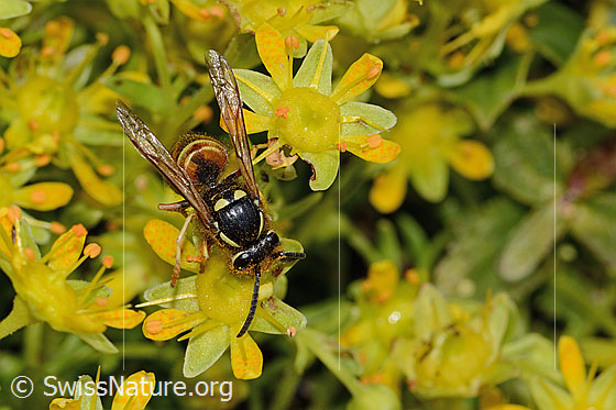 Rote Wespe (Vespula rufa) auf Bewimpertem Steinbrech (Saxifraga aizoides)