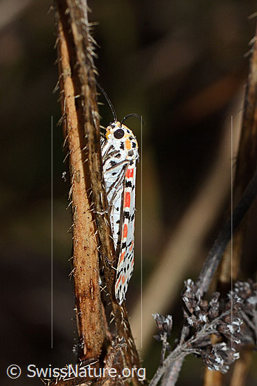 Foto: Harlekinbär (Utetheisa pulchella). Wird auch Punktbär gennant. Flügel geschlossen. Ansicht von schräg vorne/unten.