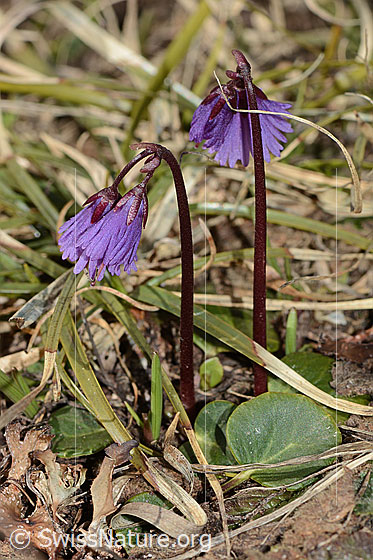 Foto: Grosses Alpenglöckchen (Soldanella alpina).  Ganze Pflanze (Habitus).