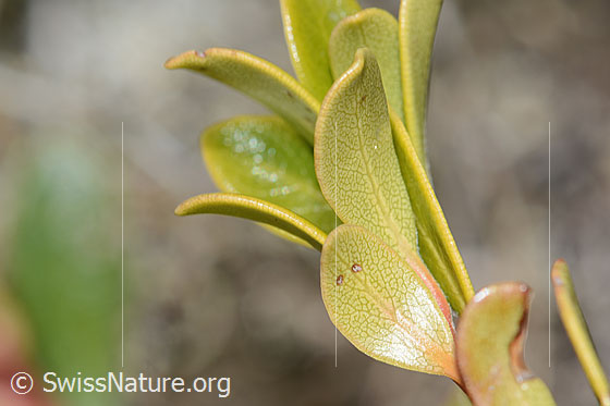 Foto: Immergrüne Bärentraube (Arctostaphylos uva-ursi). Blätter. Blattunterseite.
