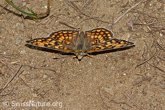Foto: Wachtelweizen-Scheckenfalter (Melitaea athalia). Flügel geöffnet. Ansicht von vorne.