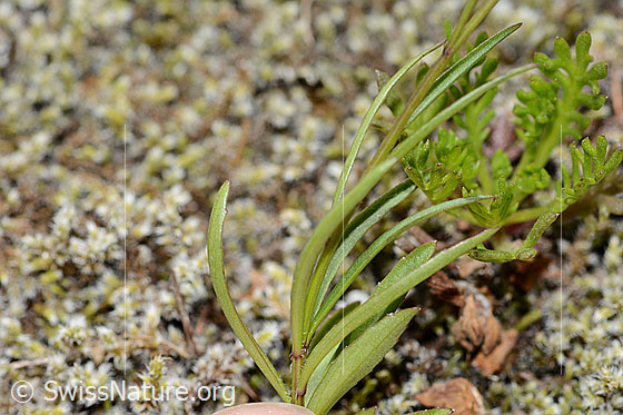 Foto: Scheuchzers Glockenblume (Campanula scheuchzeri). Blätter.