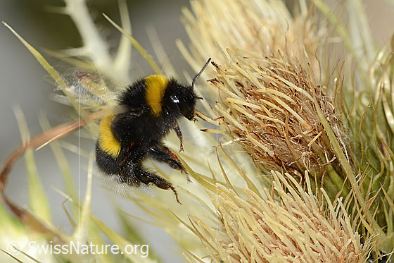 Foto: Heide-Erdhummel (Bombus cryptarum) auf Alpen-Kratzdistel (Cirsium spinosissimum). Länge 16mm. Im Flug. Ansicht von der Seite.