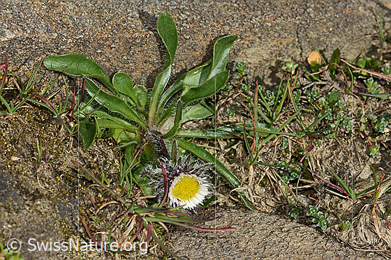 Foto: Einköpfiges Berufkraut (Erigeron uniflorus). Ganze Pflanze (Habitus). Ansicht von oben.