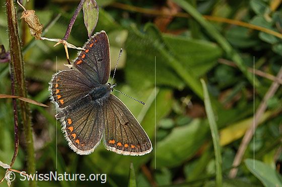 Foto: Wahrscheinlich Grosser Sonnenröschen-Bläuling (Aricia artaxerxes). Flügel geöffnet. Ansicht von oben.