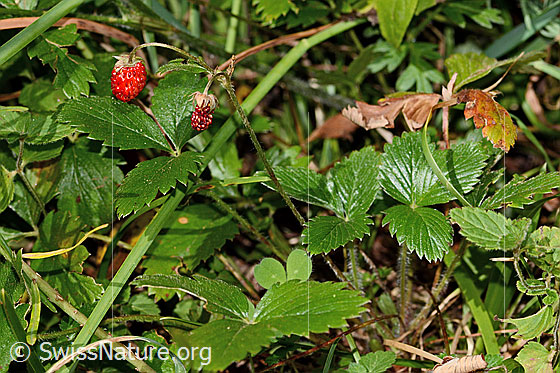 Foto: Wald-Erdbeere (Fragaria vesca). Ganze Pflanze (Habitus).