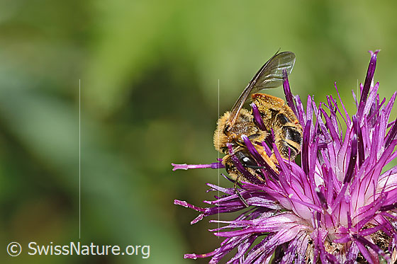 Foto: Rotbeinige Furchenbiene (Halictus rubicundus) auf Alpen-Flockenblume (Centaurea scabiosa ssp. alpestris). Länge 12mm. Weibchen. Ansicht von seitlich vorne.
