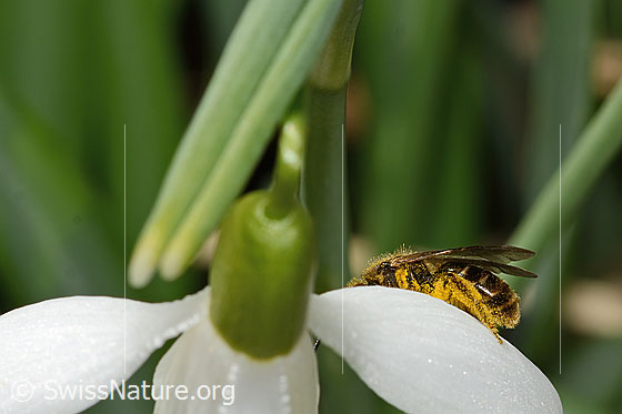 Foto: Gewöhnliche Schmalbiene (Lasioglossum calceatum) auf Schneeglöckchen (Galanthus nivalis). Länge 8mm. Weibchen. Ansicht von der Seite.